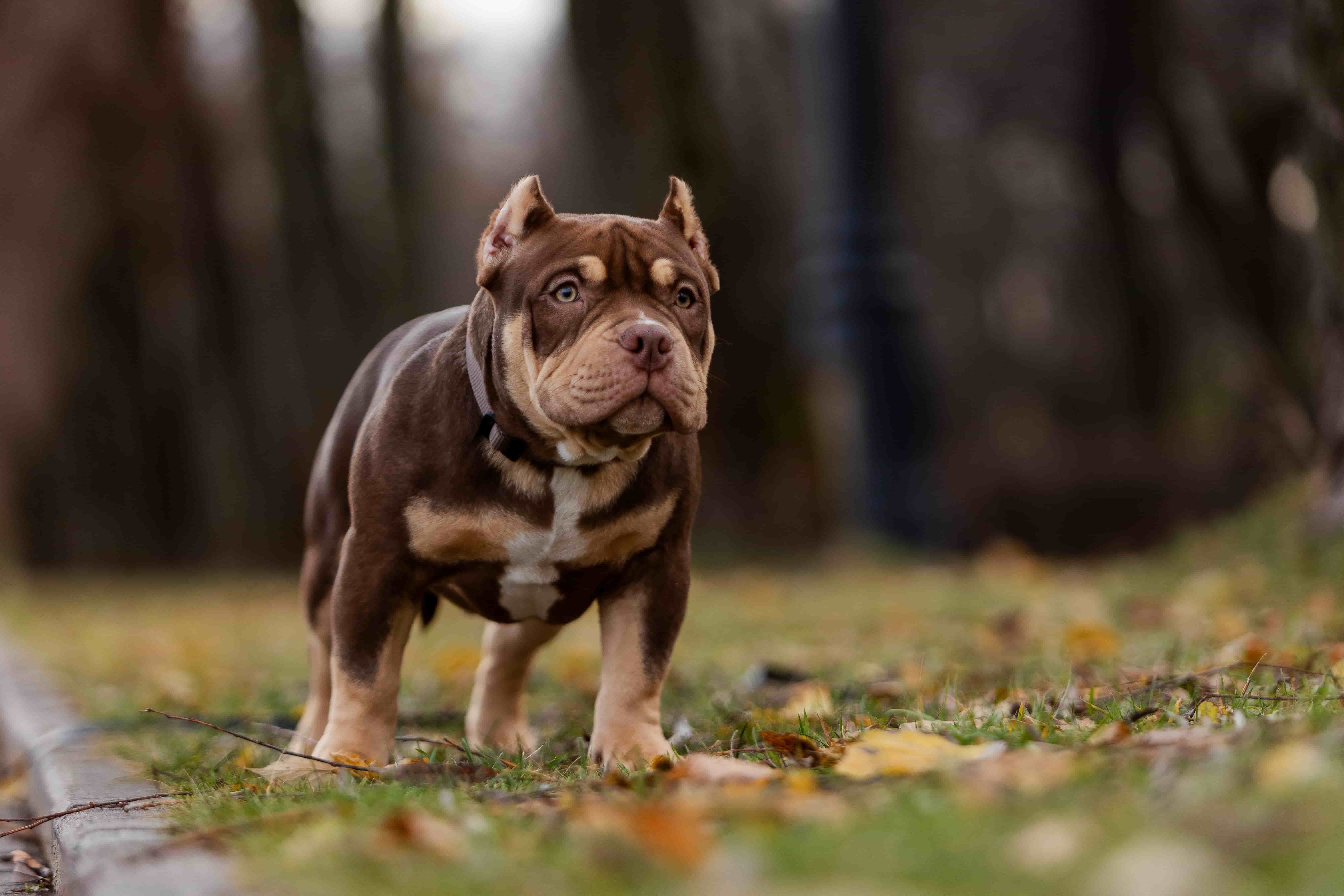 BelovedBully питомник