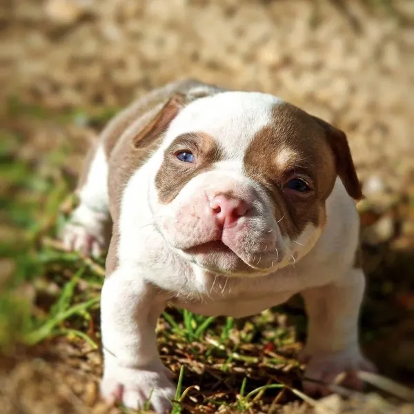 Dog Image
