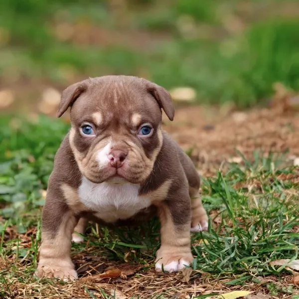 Dog Image