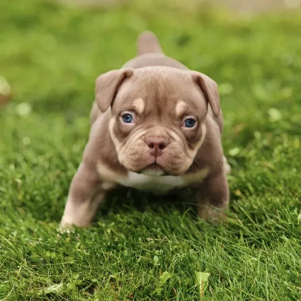Dog Image