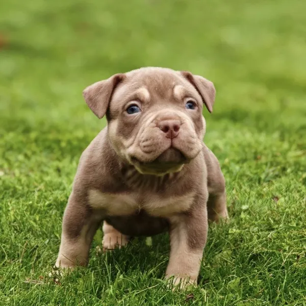 Dog Image