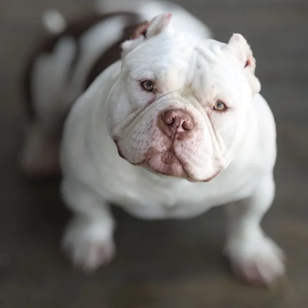 Dog Image