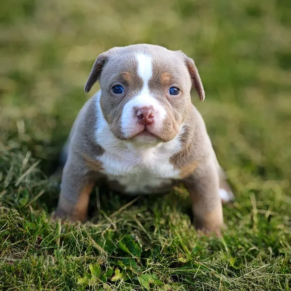 Dog Image