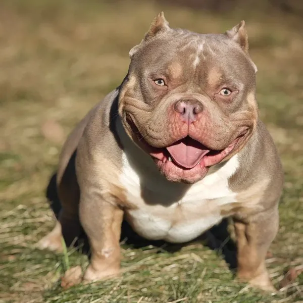 Dog Image