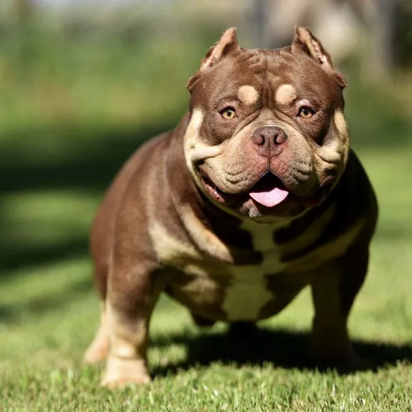 Dog Image