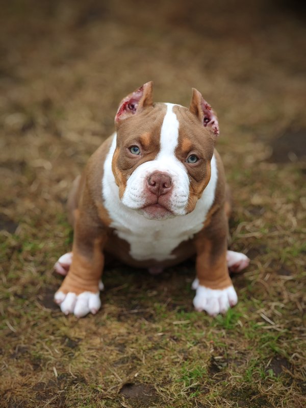 Dog Photo