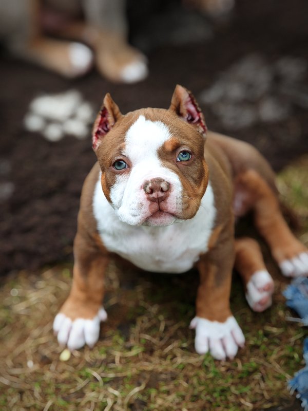 Dog Photo
