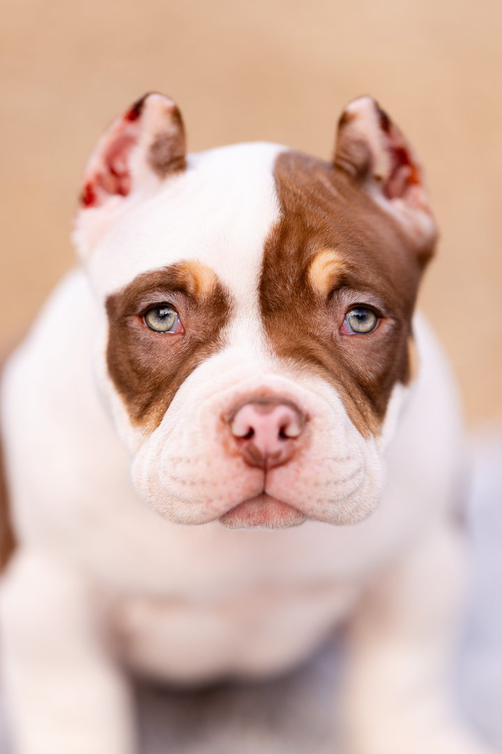 Atom — фото 10