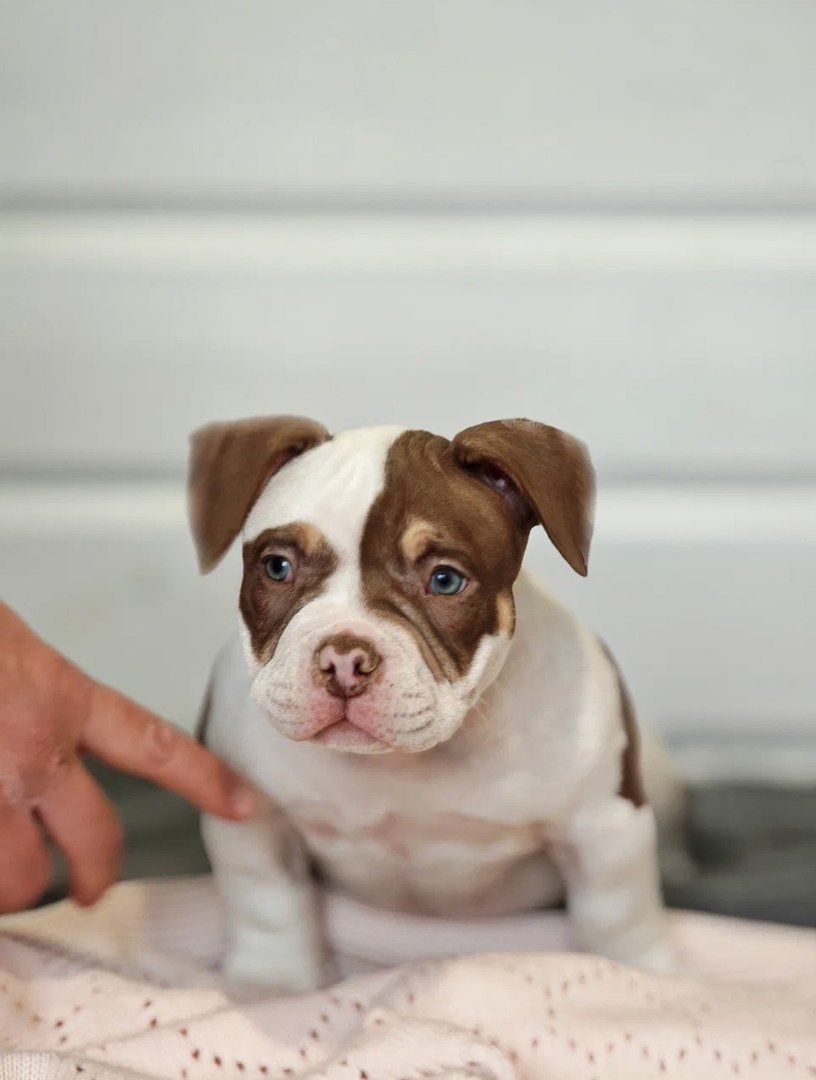 Atom — фото 17