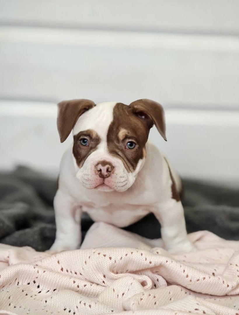 Atom — фото 16