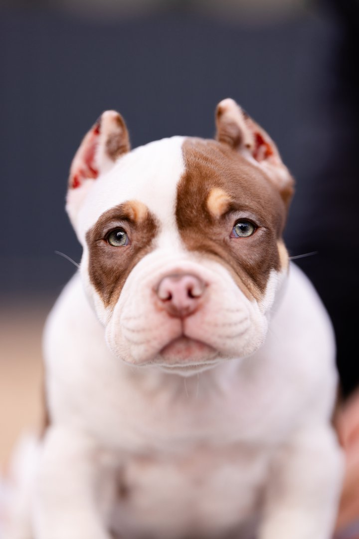 Atom — главное фото