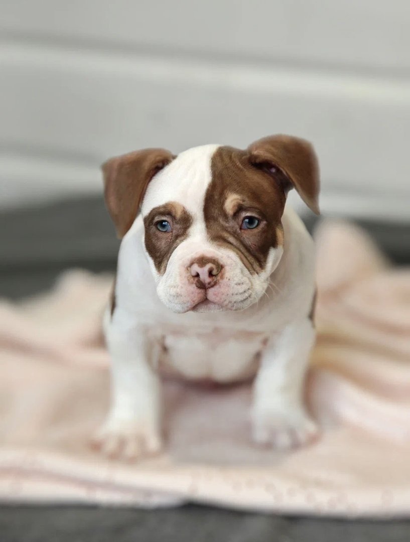 Atom — фото 15