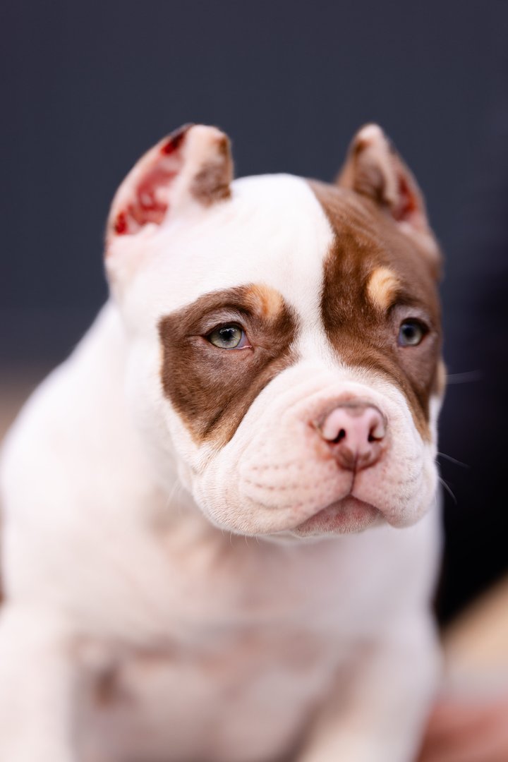 Atom — фото 11