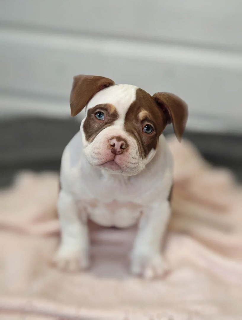 Atom — фото 14