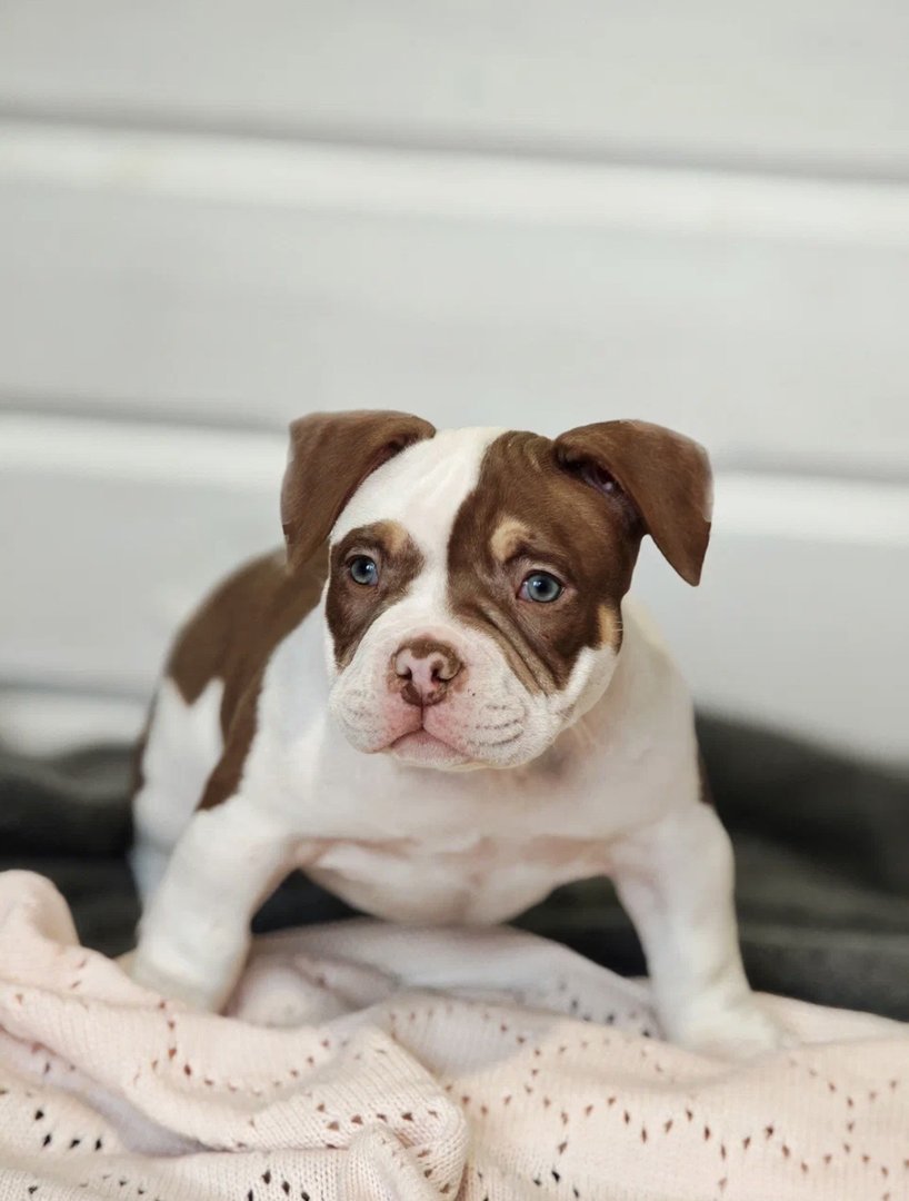 Atom — фото 18