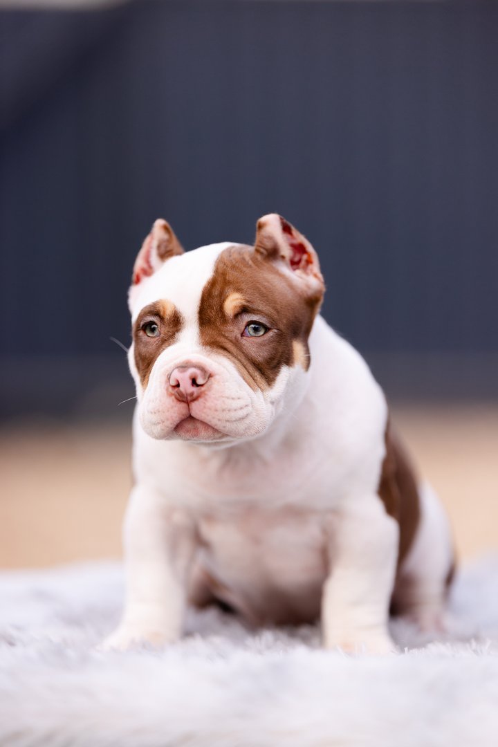 Atom — фото 12