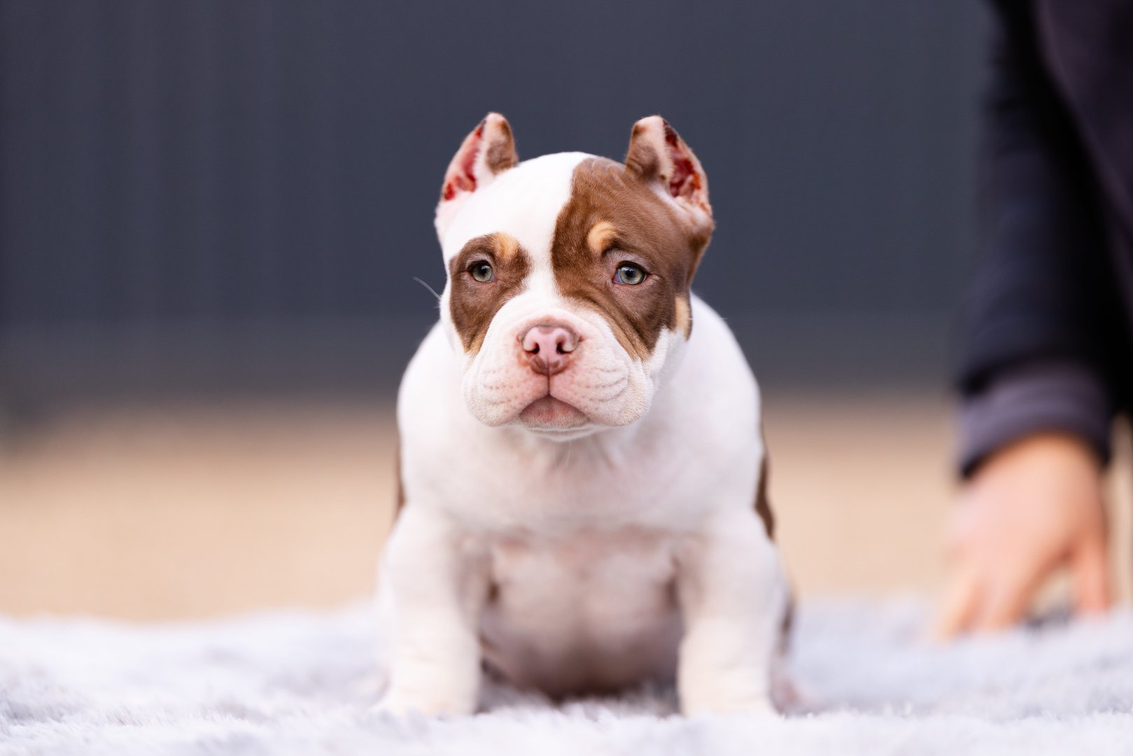 Atom — фото 13