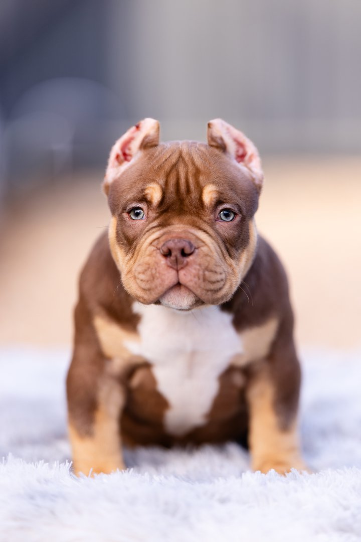 Artist — главное фото