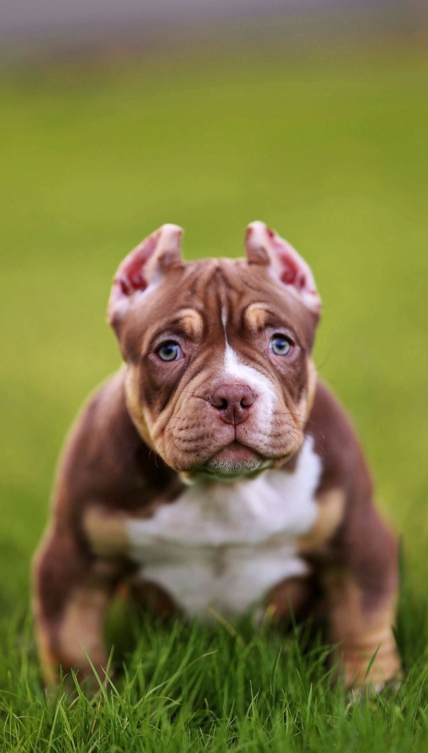 Arkan — главное фото