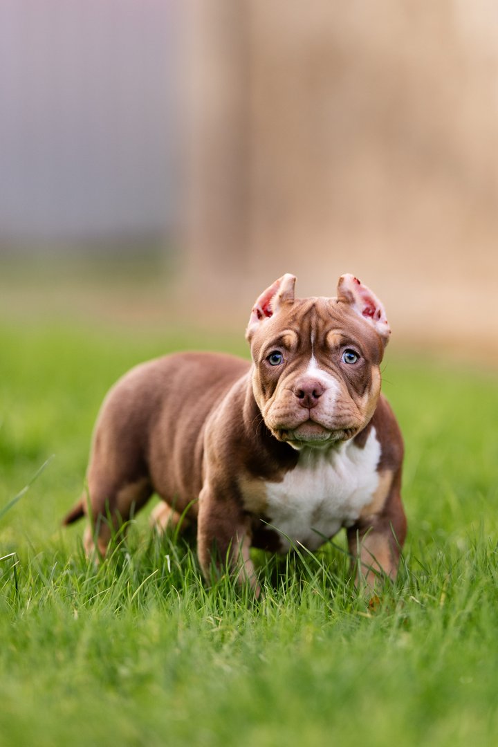 Arkan — фото 9