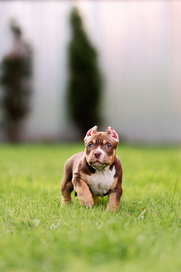 Arkan — фото 10