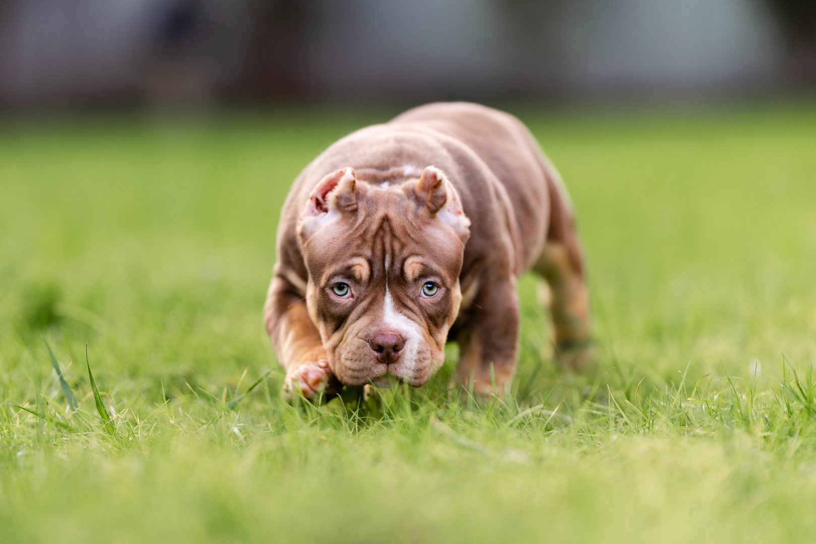 Arkan — фото 6