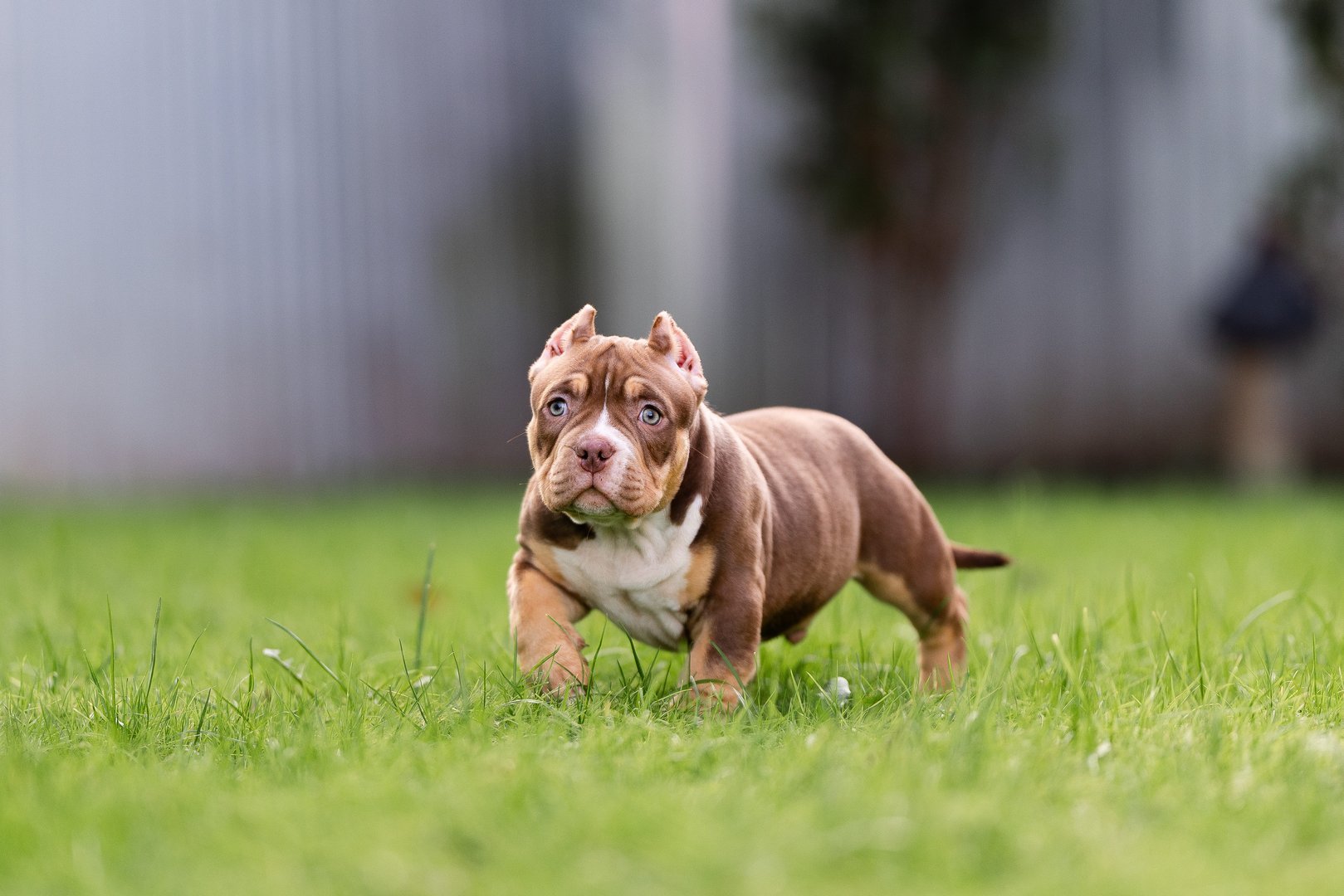 Arkan — фото 4