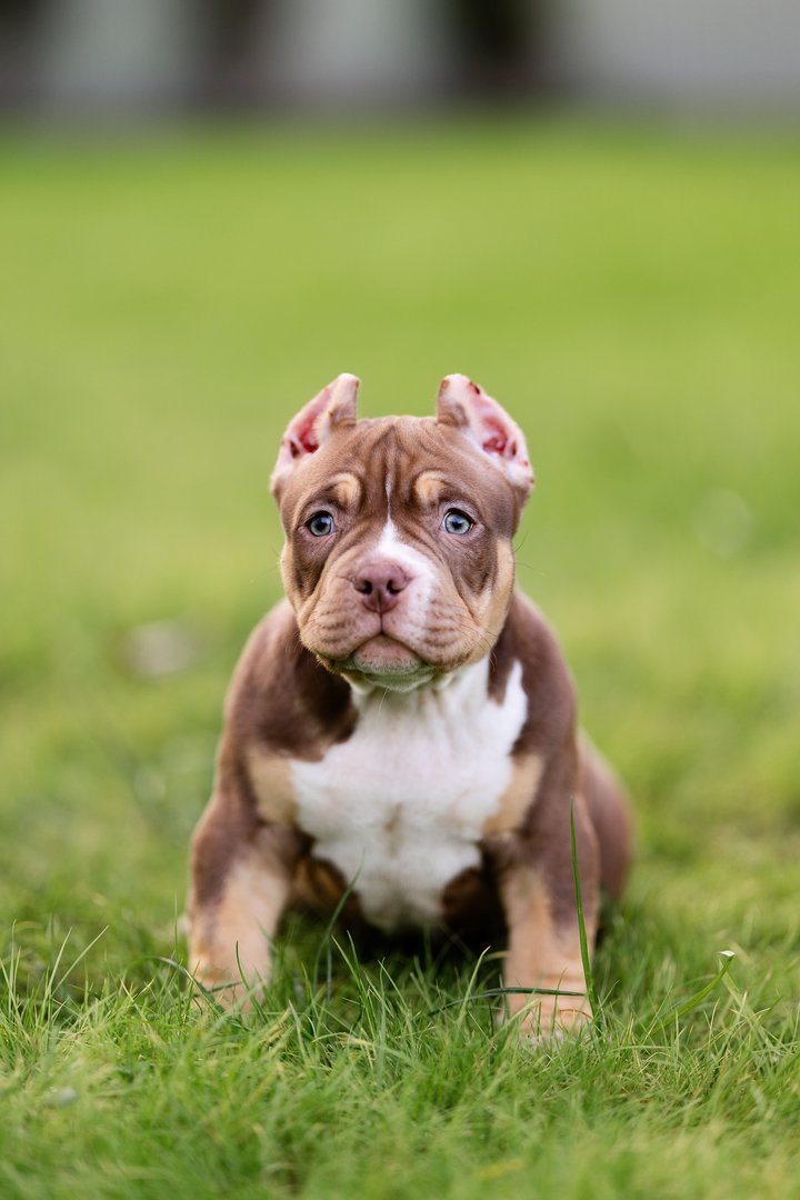 Arkan — фото 11