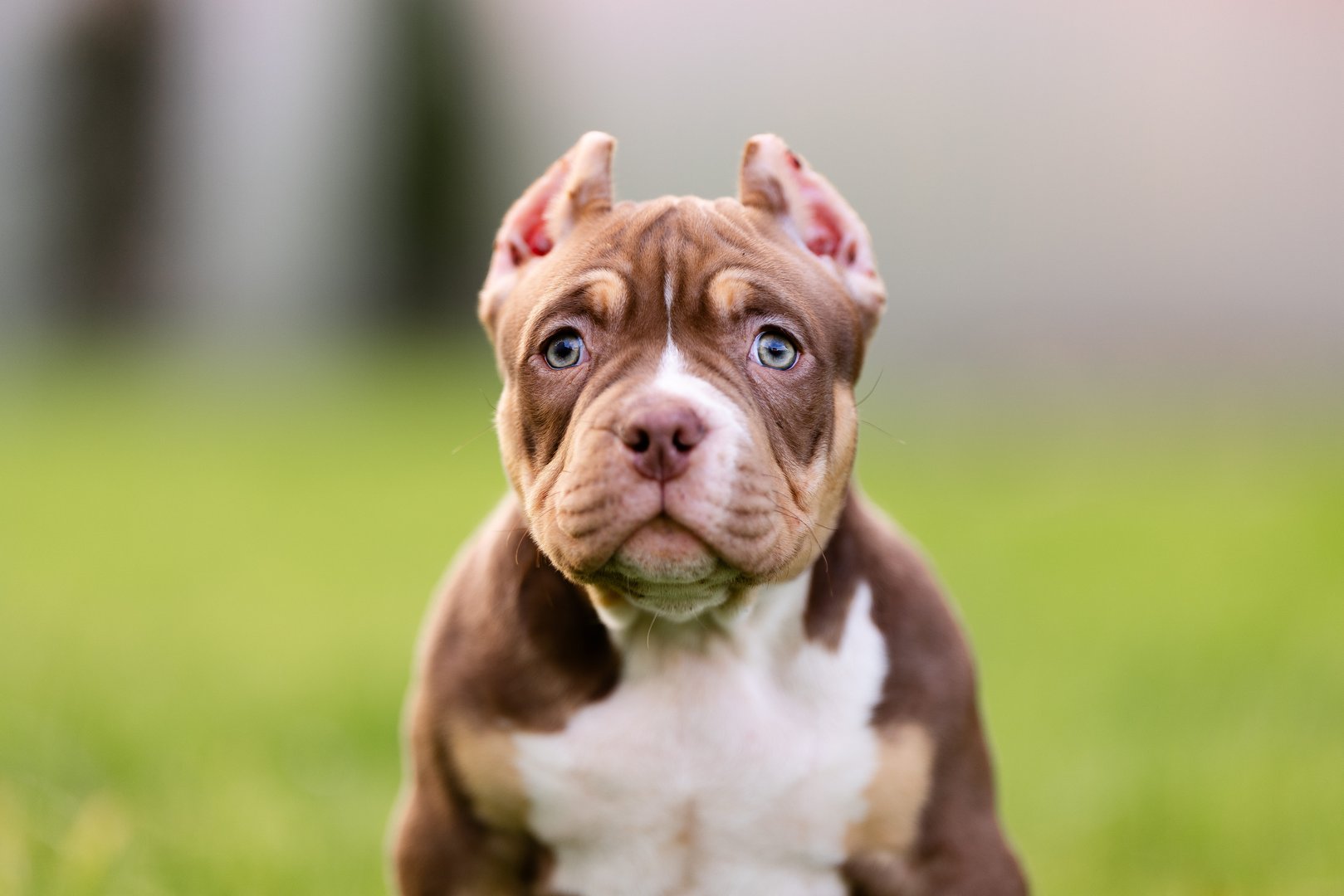 Arkan — фото 3