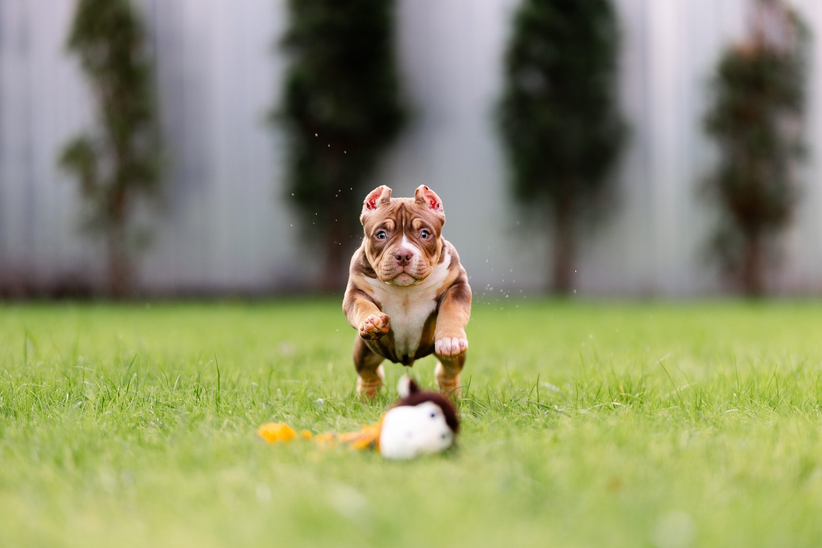 Arkan — фото 5