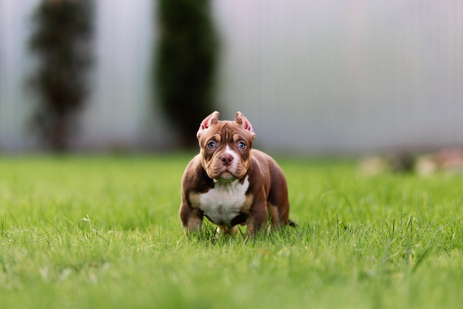 Arkan — фото 8