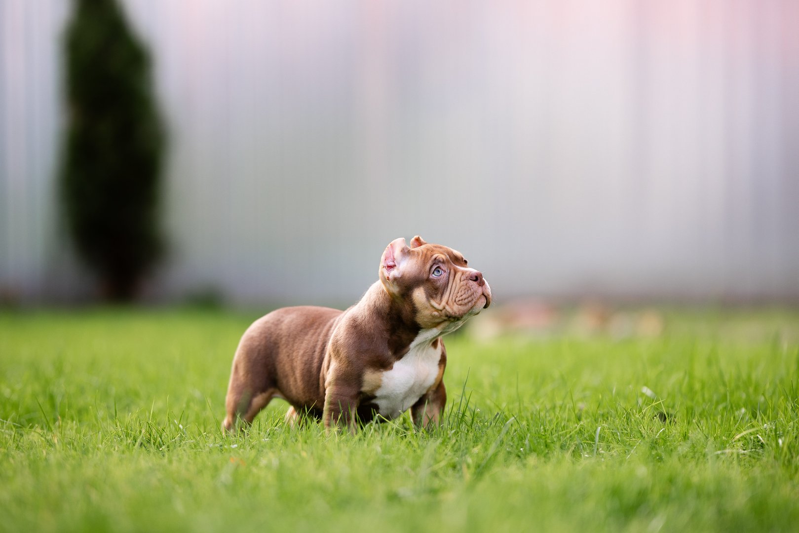 Arkan — фото 7