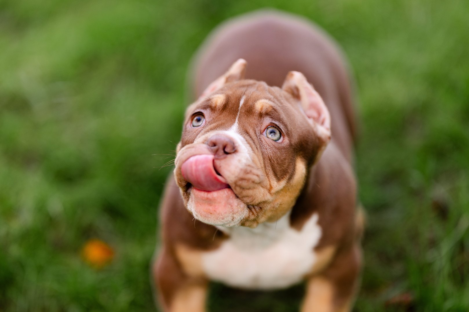 Arkan — фото 2