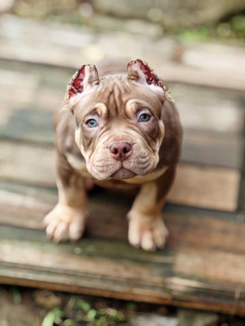 Arnold — фото 7