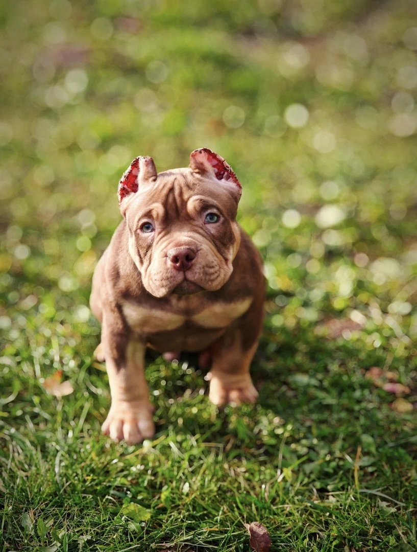 Arnold — главное фото