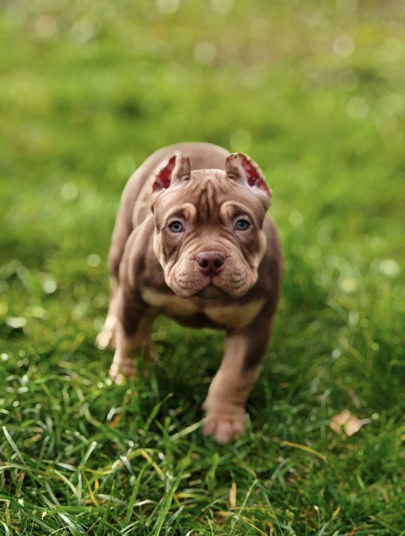 Arnold — фото 3