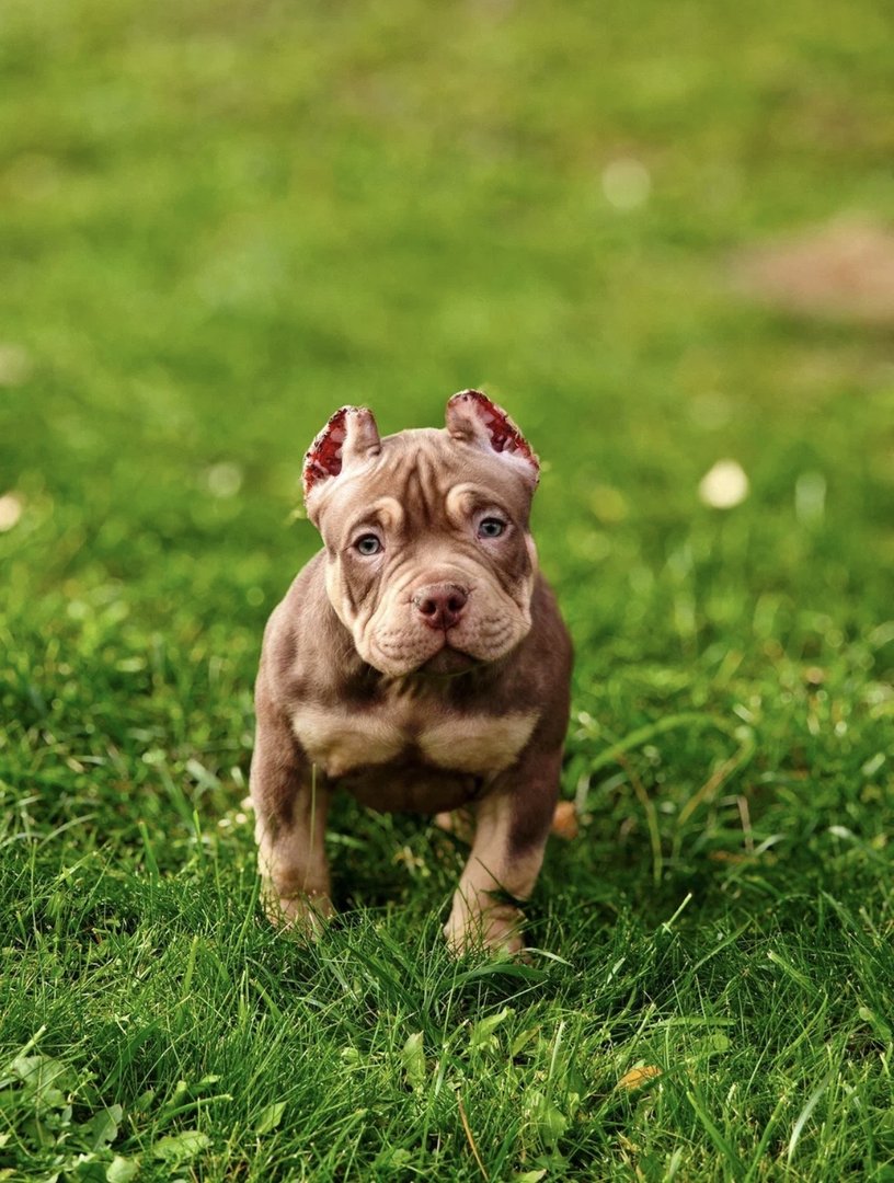 Arnold — фото 4