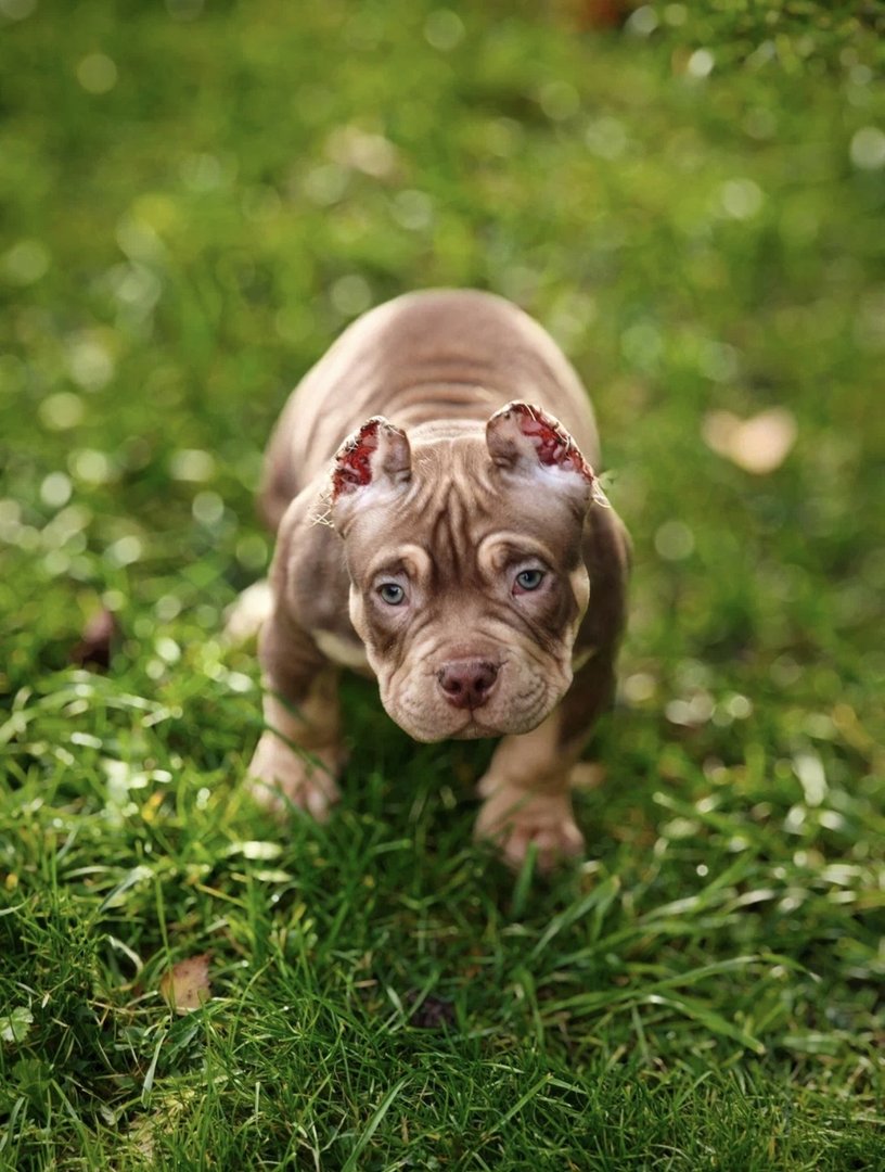 Arnold — фото 6