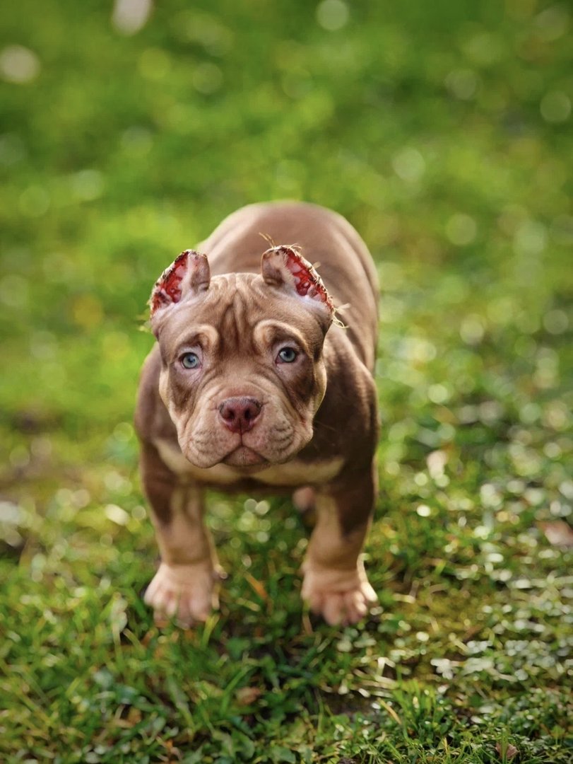 Arnold — фото 5