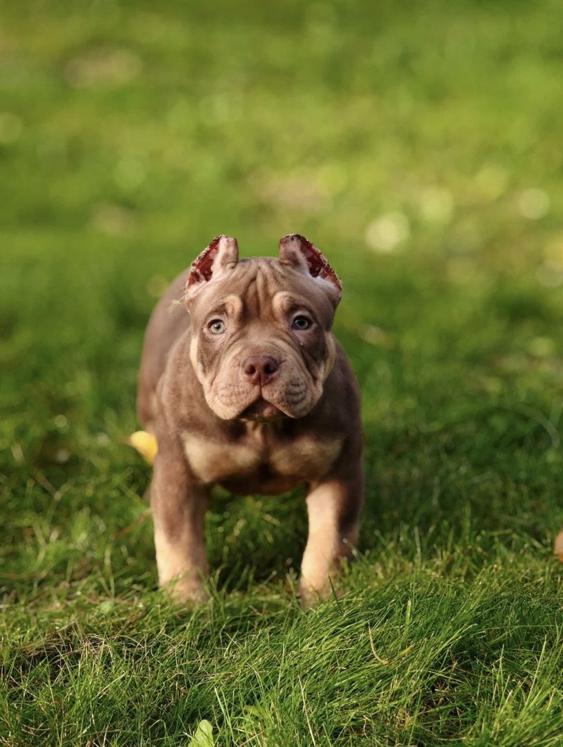 Arnold — фото 2