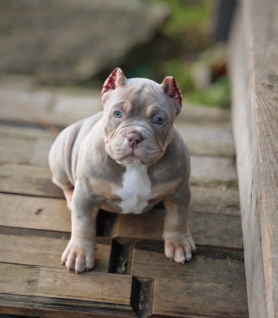 Ayva — фото 11