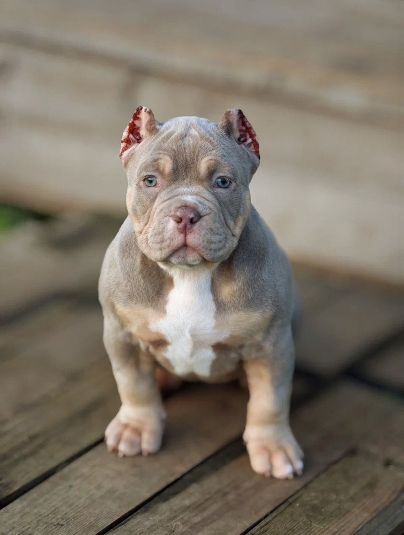 Ayva — фото 10