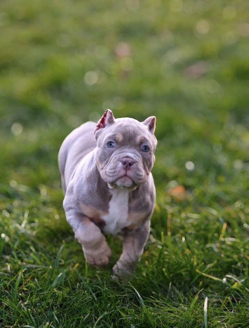 Ayva — фото 13