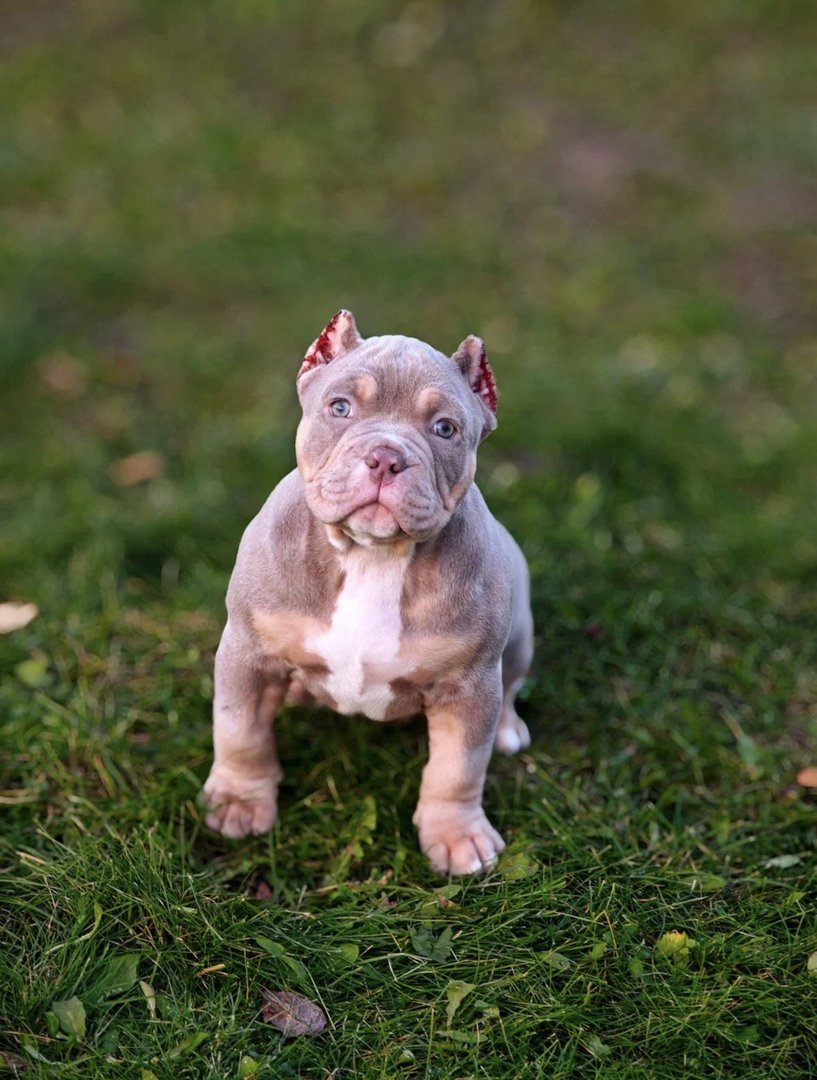 Ayva — фото 12