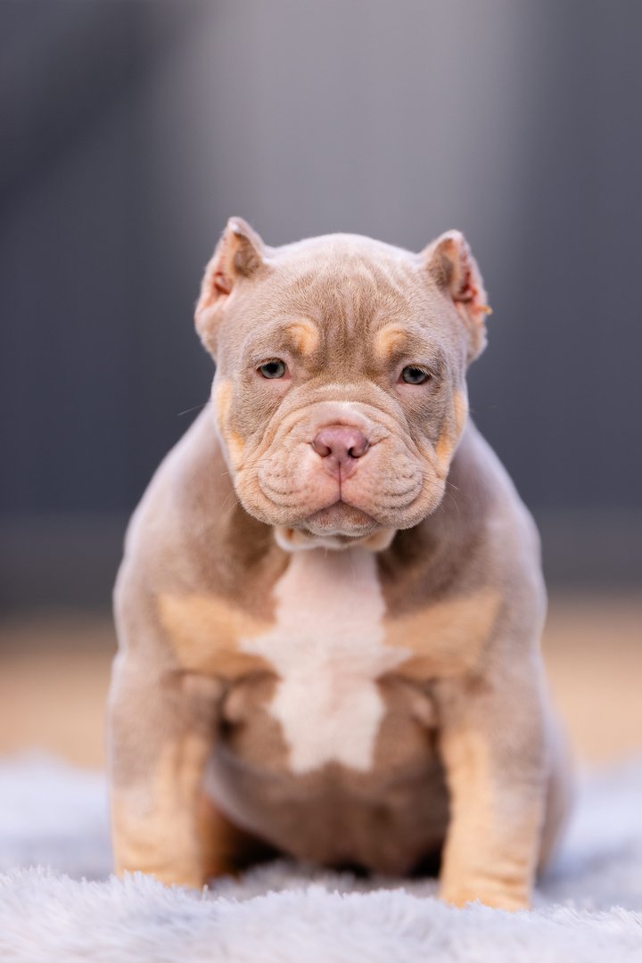 Ayva — главное фото